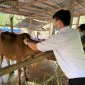 Xã Xuân Thọ tổ chức tiêm phòng cho đàn gia súc, gia cầm đợt 1 năm 2024